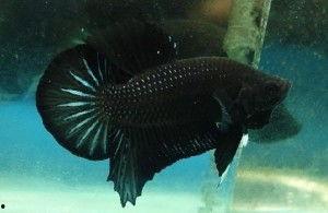 斗鱼格局黑料在哪看的到,追踪网络传闻的真相与来源